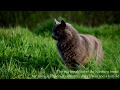 NEBELUNG CAT | WHITE SUGAR CATS の動画、YouTube動画。