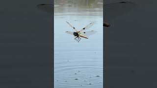 The Fast-Flying Insect With 360-Degree Vision 🐉 | Dragonfly #dragonfly #unique #insects #wildlife