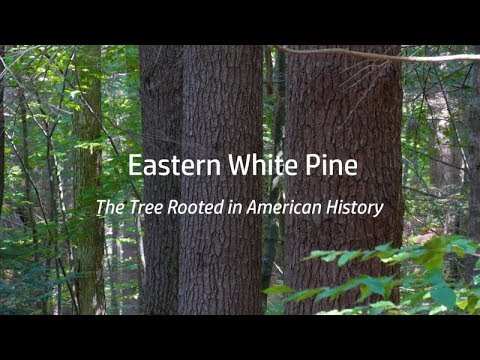 Trailer- "Eastern White Pine: The Tree Rooted in American History"