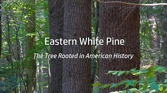 Trailer- "Eastern White Pine: The Tree Rooted in American History"