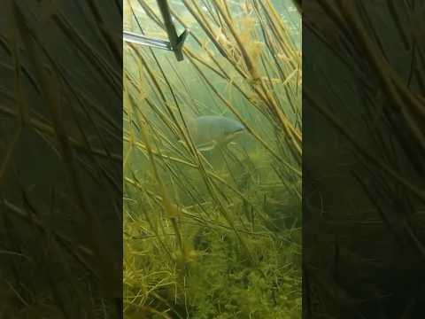 Белый Амур подводная охота в Дагестане #подводнаяохота #spearfishing #рыбалка #белыйамур #carp
