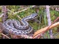 Adders (Vipera berus) in the rain.