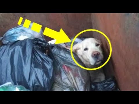 Video: L'aceto uccide l'odore di urina di cane nei pavimenti in legno?