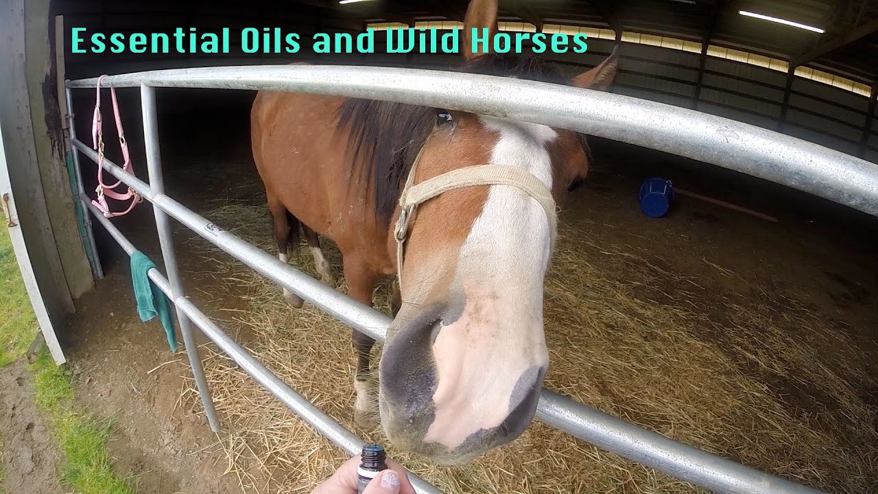Essential Oils Wild Horses - YouTube