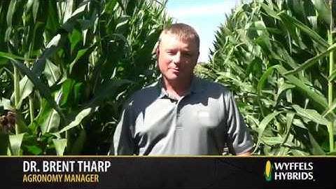 Identifying & Managing Physoderma Brown Spot