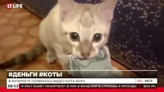 В Интернете появилось видео кота вора В Интернете появилось видео кота вора