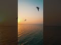 أمواج المحيط الهادئة وطيور النورس أصوات النوم أصوات نورس البحر أصوات المحيط 