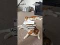 Day 9 - They Said My Cats Don’t Deserve Subscribers… So I Proved Them Wrong 🥺🐾 #cats #viral #fyp