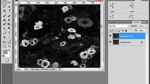 033 Visualization Colorize Fluorescence Confocal Microscope Images