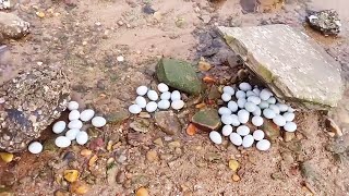 There is an infestation of crab crabs! A big nest under the stone! We also caught a big lobster! by Beachcomber Zhang 29,048 views 2 weeks ago 29 minutes