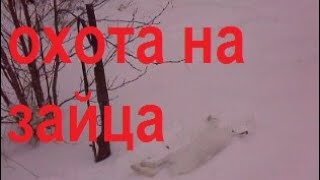 Охота на зайца зимой. Следы зайца. Зимний лес. Зимняя охота.