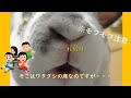 【うさぎ動画】係の人の椅子でリンゴを・・・　#rabbits #うさぎ #シロチャ #レッキス