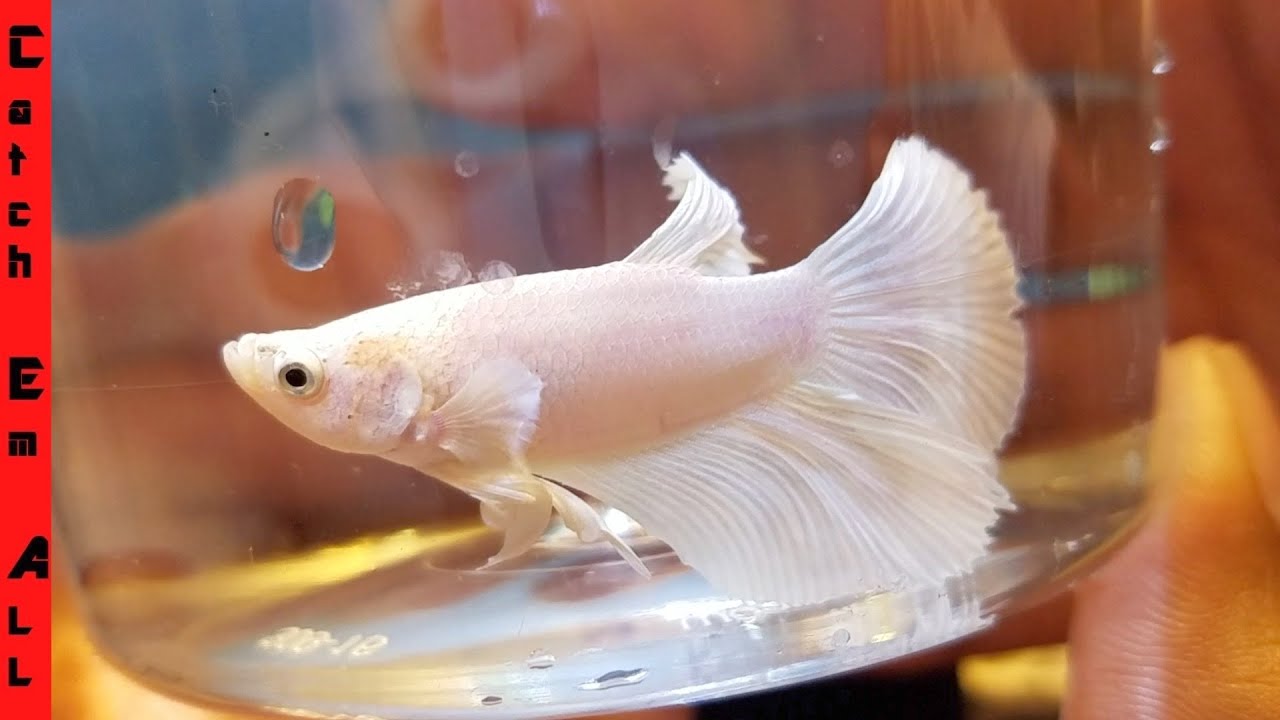 Are White Opal Betta Rare?