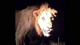 Black Dam Male Lion Starring the Cameraman