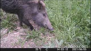 Castelbottaccio - La fauna locale