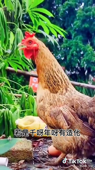Aksi kocak ayam-ayam bernyanyi lagu mandarin,story wa, story wa kata2 bijak,story wa lagu