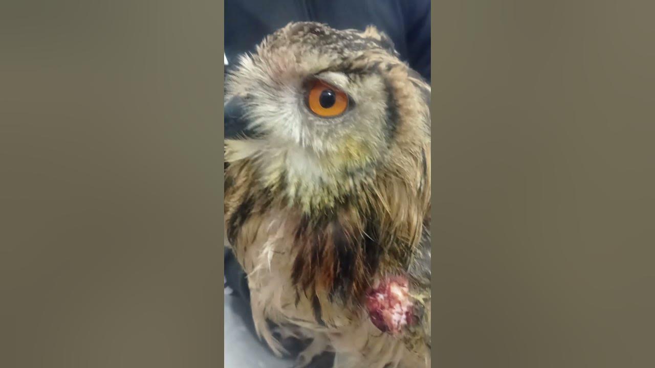 owl-shorts-youtubeshorts-pets-treatment-drfahad-multan-youtube