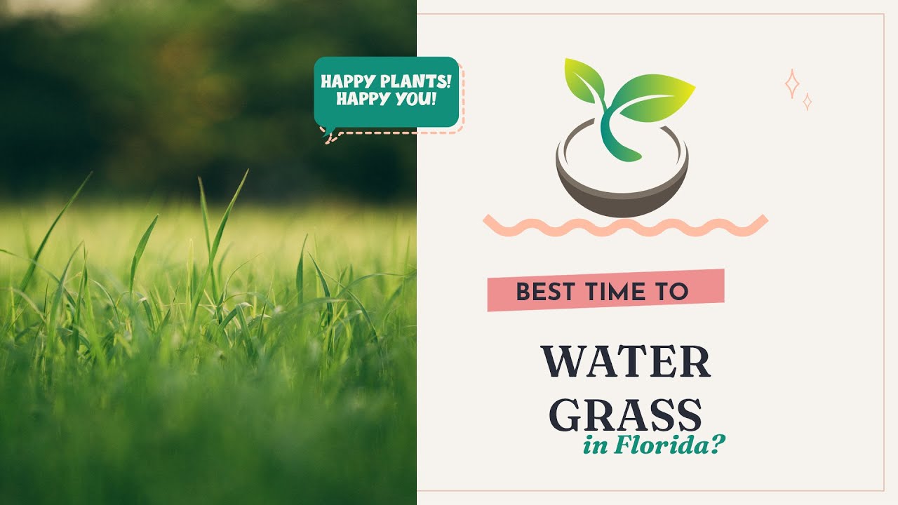 What is the Best Time to Water Plants in Florida: Expert Tips Revealed 4 What is the Best Time to Water Plants in Florida: Expert Tips Revealed