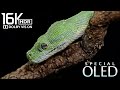 Crystal Detail 8K HDR 60FPS Dolby Vision — Ultra HD OLED TV Test | Stunning 4K / 8K Demo