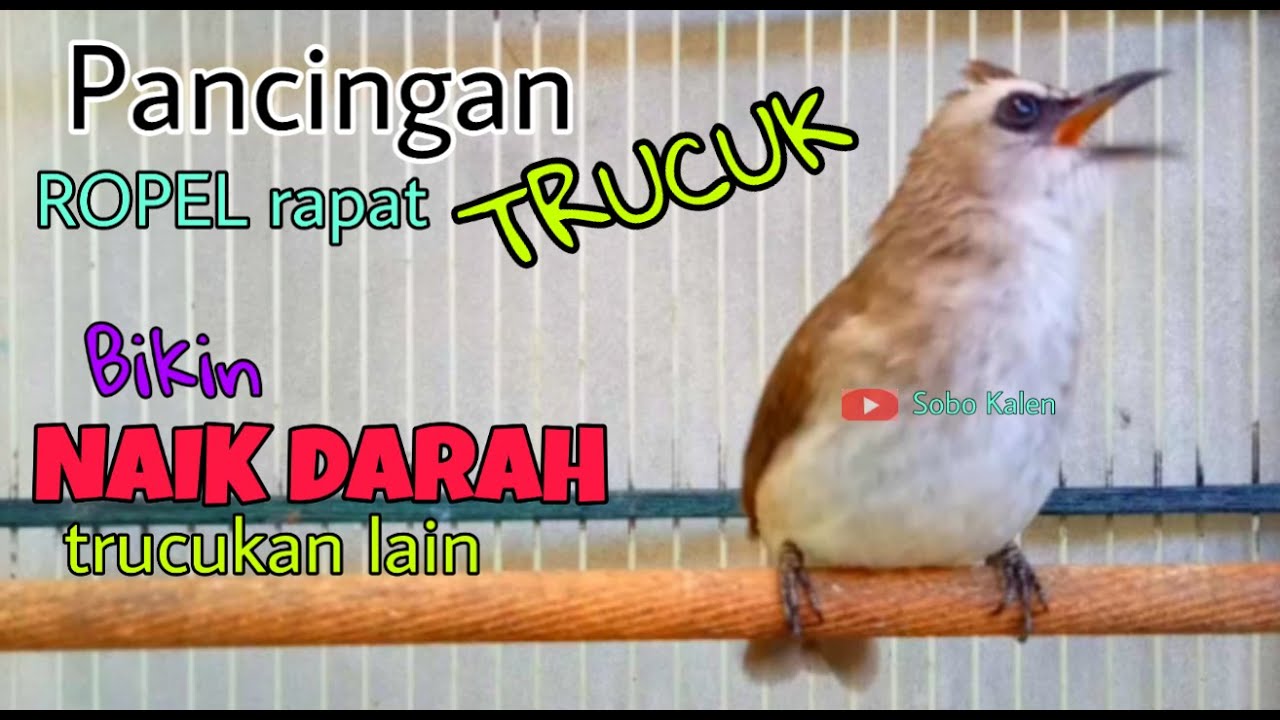 Suara Panggilan Burung Trucukan Untuk Memancing Trucuk Bakalan Malas Bunyi Youtube