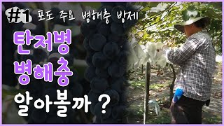 포도 주요 병해충 방제 - 탄저병