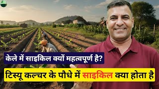1524-Kisan karyashala: क्या साइकिल केला की गुणवत्ता  बताता है? कोन सा केला ले कम साइकिल वाला या जादा