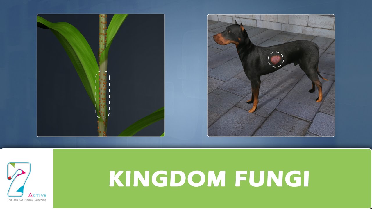 KINGDOM FUNGI YouTube
