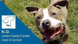 K O : Lucas County Canine Care & Control