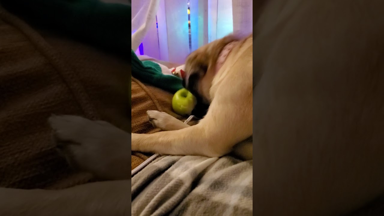 Pug Eats an Apple!