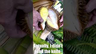 When is  Durian Ripe?