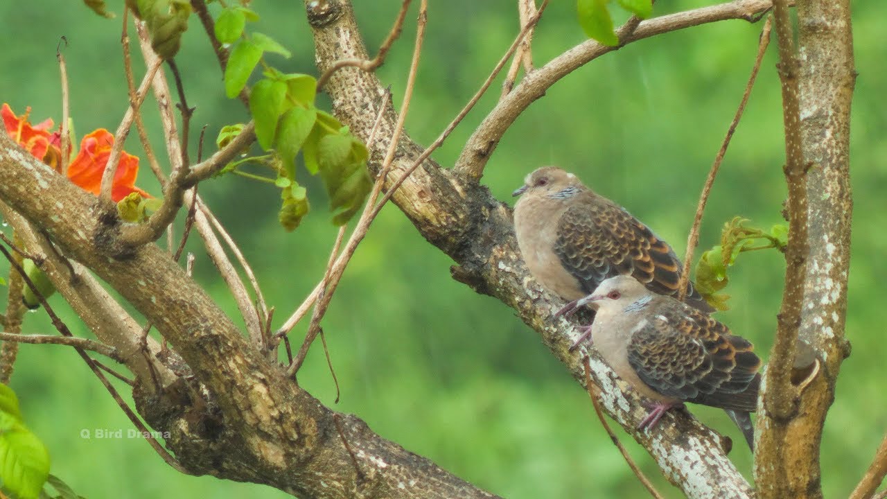 Turtle Dove's Love Story in the Rain 金背鳩的雨中愛情故事 【4K】