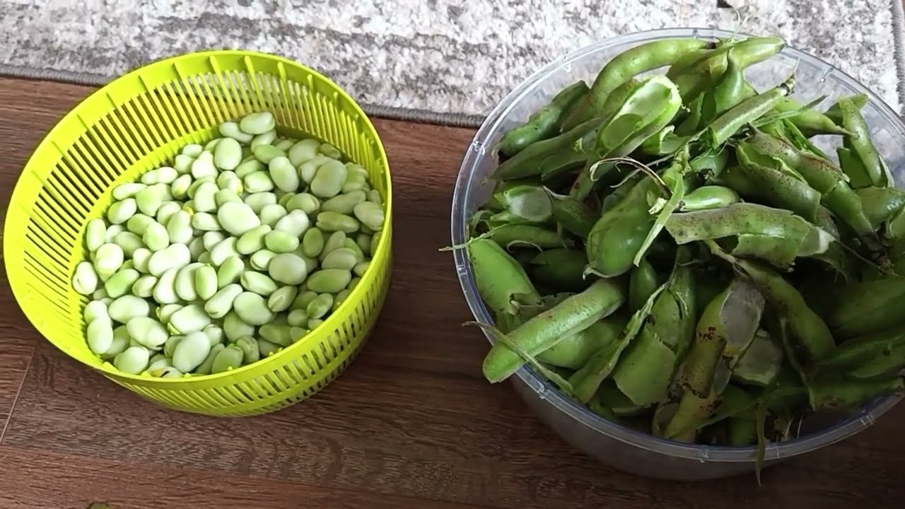 What to do with a glut of Broad Beans