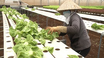 Tin Tức 24h Mới Nhất: Đẩy mạnh phát triển nông nghiệp hữu cơ