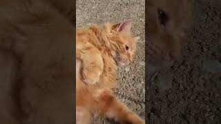 POV: you touch the forbidden fluff