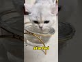 A kitten that doesn't want to drink water
