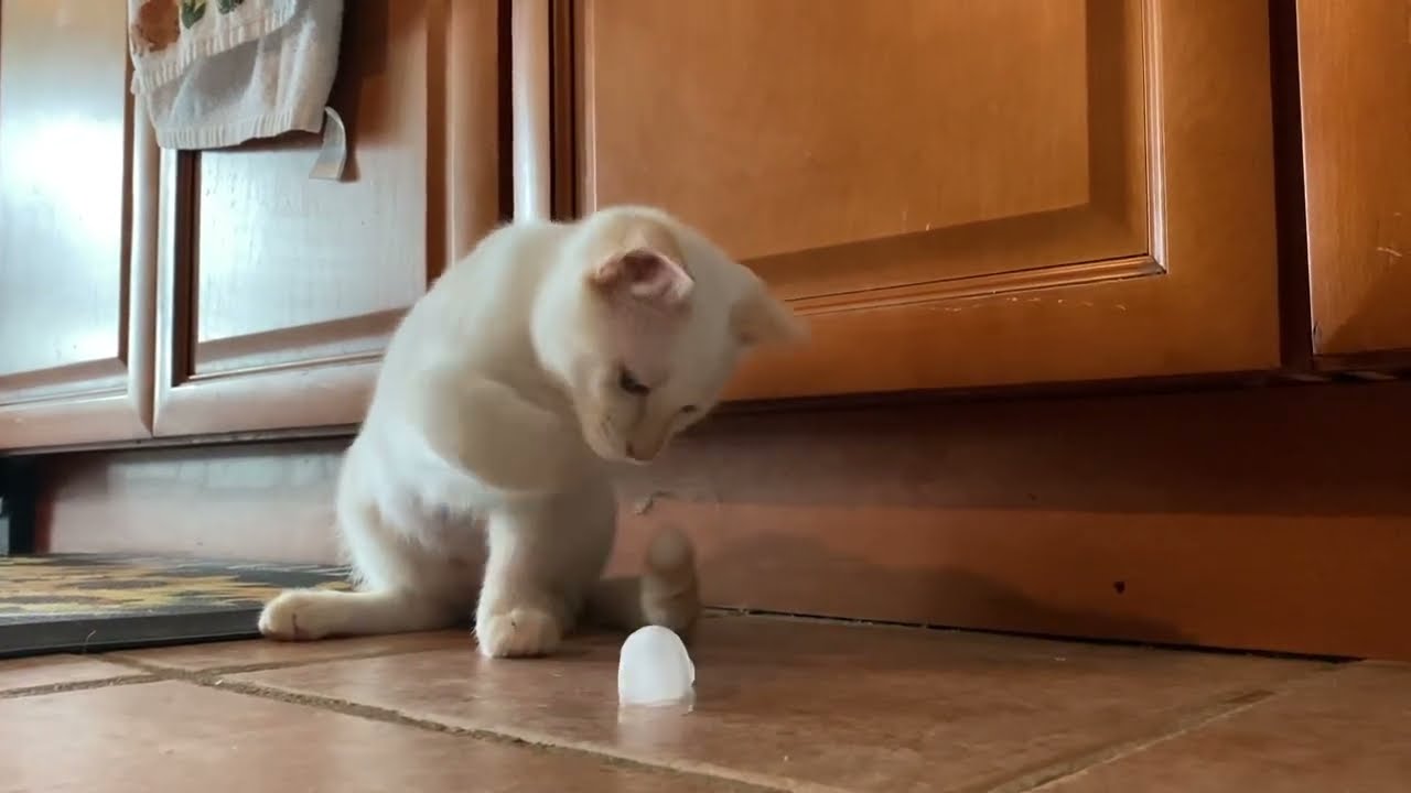 Teething Kitten Loves Ice Cubes YouTube