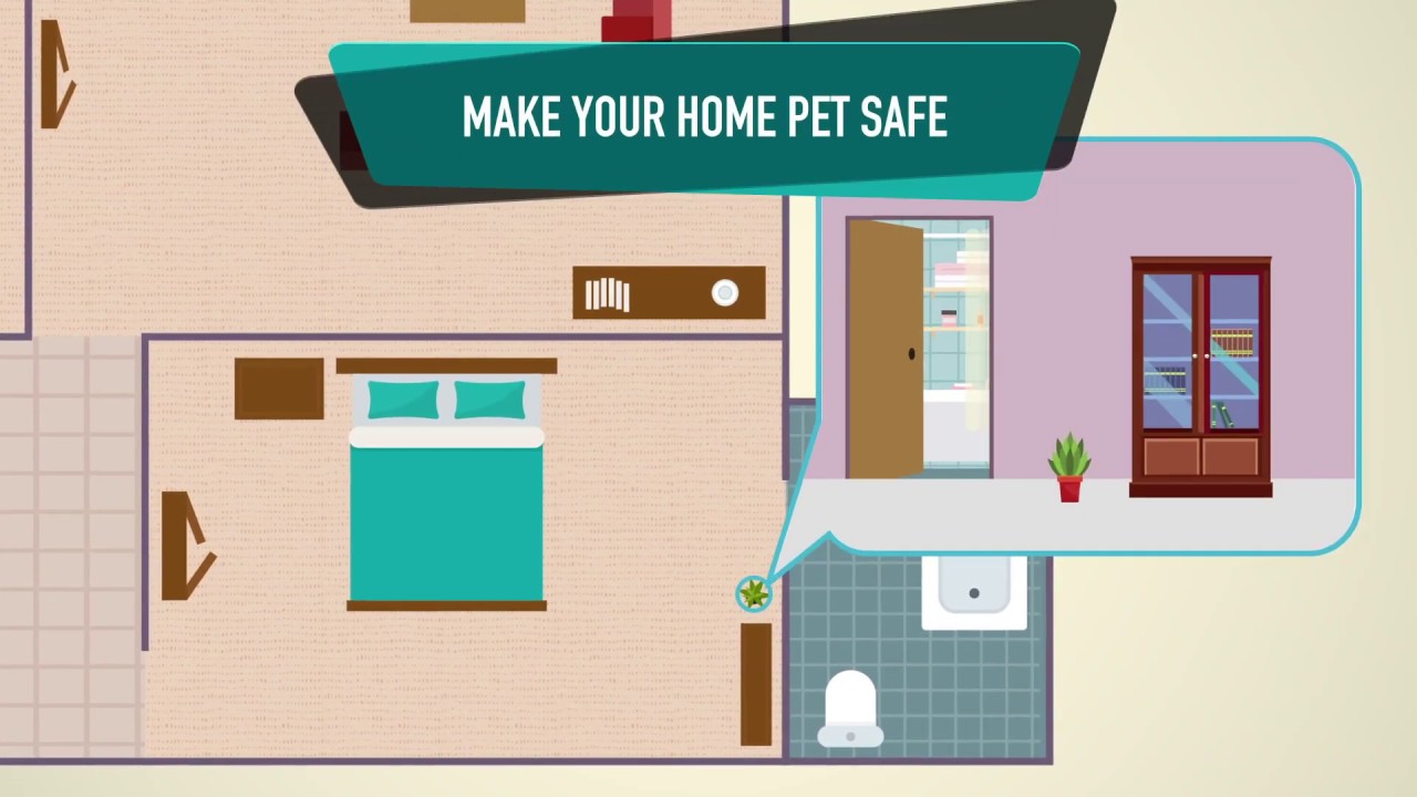 Bringing a New Pet Home: What You Need to Know - YouTube