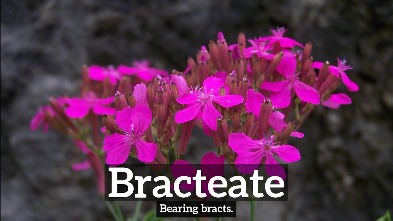 What is Bracteate? | How Does Bracteate Look? | How to Say Bracteate in English?