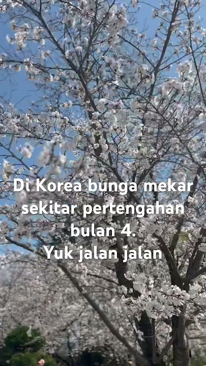 Bunga musim semi korea #bungasakura