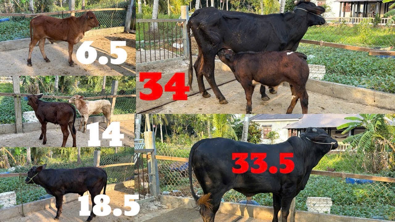 17.1| Mẹ con đực 34tr, đực lở 3b độ 33tr5. Cái bê, đực sin 6tr5. Đực 3b và cặp cái sườn 21 tr.