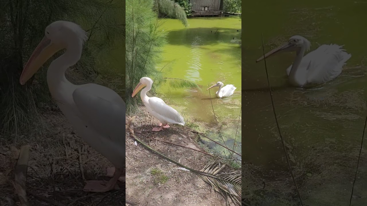 WHITE PELICAN SURVIVED WITH ONLY ONE WING / 