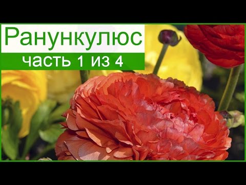 💐 Ранункулюс – особенности выращивание, лютик азиатский – описание