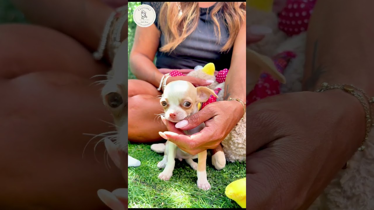 FENOTIPO CHIHUAHUA FEMMINA — Chihuahua
