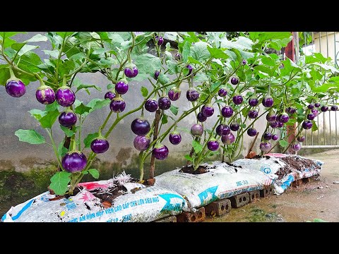 Growing eggplant has never been easier. How to produce fruit all year round