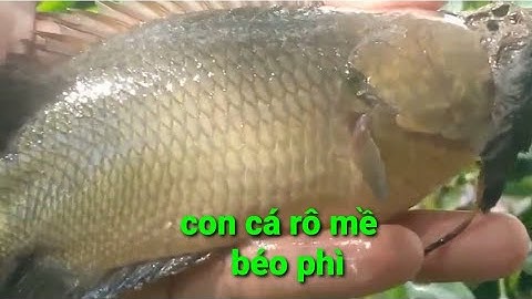 câu cá rô đồng, nhấp đúng một lỗ là đủ ăn cả ngày @TAMCARO