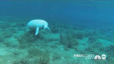 WATCH: Curious manatee swims up to underwater camera!