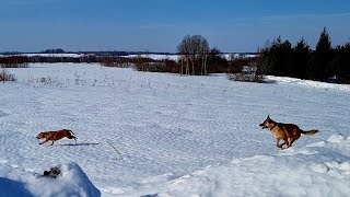 Прогулка в солнечный день, неугомонные собаки и очередной проект