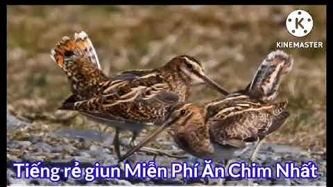 Tiếng Chim Giẽ Giun Đuôi Xòe