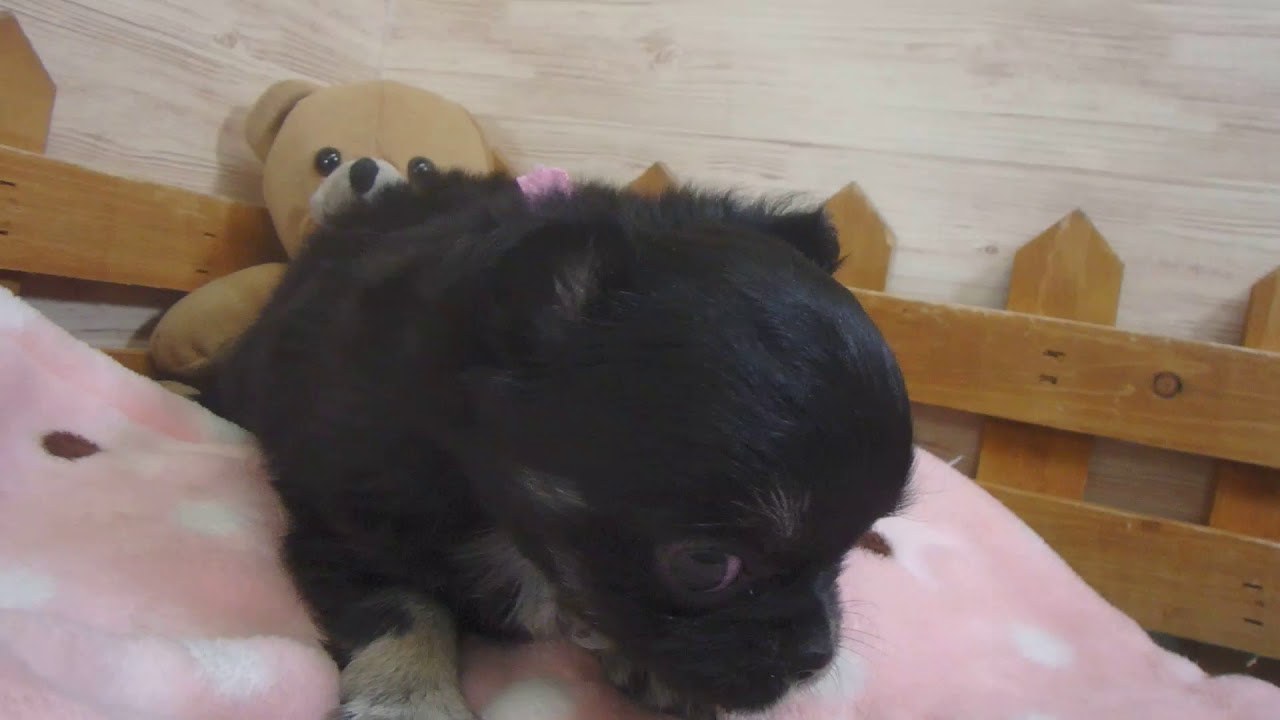 363057 チワワ（ロングコート）