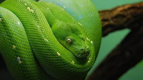 10 most amazing snakes in the world!
